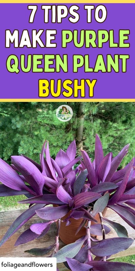 "Unlock the secret to a lush, vibrant Purple Queen Plant with these 7 
essential tips! Discover how to make your purple queen plant bushy and 
thriving, perfect for creating stunning purple queen hanging baskets. Learn 
the best techniques for how to propagate purple queen plants and enjoy 
beautiful purple queen flowers all year round. Elevate your gardening game 
with expert advice and transform your space with this eye-catching plant!" Purple Queen Plant, Purple Passion Plant, Purple Heart Plant, Purple Queen, Houseplant Care, Purple Crown, Plant Care Tips, Purple Plants, Inside Plants