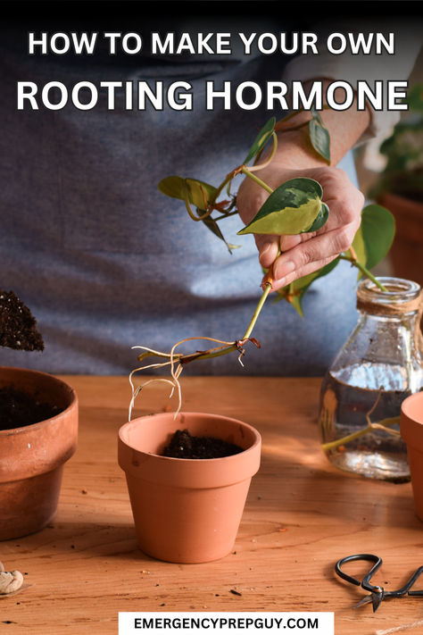 A person prepares a plant cutting for potting, demonstrating how to make rooting hormone naturally for promoting healthy root growth. Diy Root Stimulator For Plants, Diy Rooting Powder, Prepper Garden, Rooting Hormone Diy, Miracle Grow Diy, Homemade Plant Food, Emergency Preparedness Food, Miracle Grow, Cool Hacks