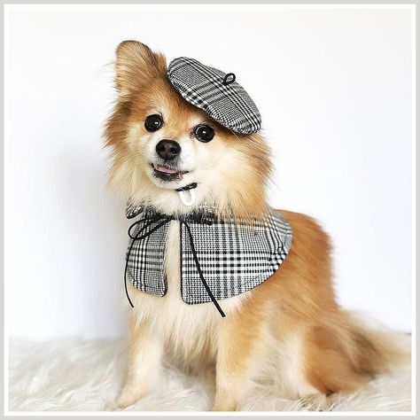 Dog Clothes - Find thousands of brands and great products, all catered for the modern shopper like YOU. Check It Out Now! Dog Fashion, Corgi Clothes Dogs, Ruffled Dog Collars, Puppy Clothes Girl, Pet Magazine, Dog Harness Pattern, Coquette Dog Clothes, Dog Wearing Bandana, Luxury Dog Collars