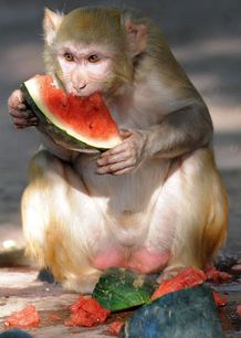 Rhesus Monkey, Rhesus Macaque, Banana Funny, Animal Eating, Macaque Monkey, Eating Watermelon, Zoological Garden, Eating Bananas, Mandrill