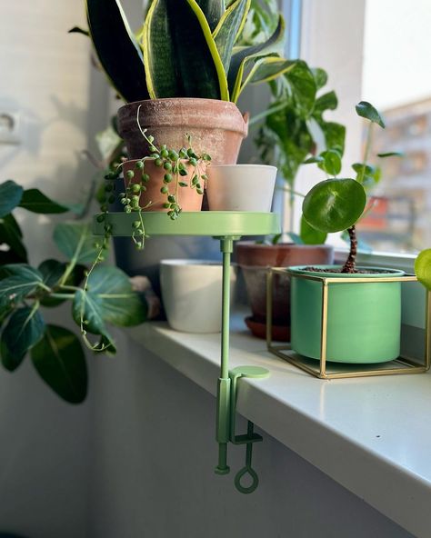 Seedor - for your urban garden & jungle on Instagram: “Do you also move all your plants closer to the windows for the wintertime to make sure they get to see some light? If yes, you probably…” Plant Decor Window, Plant Stand Window, Plant Ideas Indoor, Window Sill Plants, Garden Jungle, Windowsill Garden, Window Garden, Window Plants, Balcony Plants