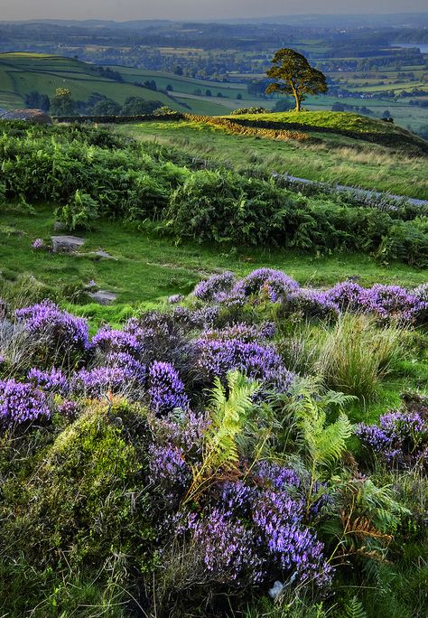 Staffordshire England, Peak District National Park, Countryside Landscape, British Countryside, Beautiful Photos Of Nature, England And Scotland, Wales England, British Isles, English Countryside