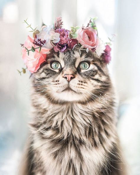 This Artist Makes Flower Crowns That Could Be Worn By Both Animals And Their Owners Bad Brain, Cat Parenting, Cute Kittens, Kitty Cats, Beautiful Cat, Pretty Cats, Maine Coon, Australian Shepherd, Beautiful Cats