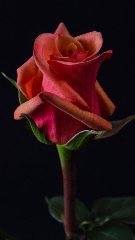 Close Up Photo of Red #Rose Flower with Dark Background for #MobilePhoneWallpaper #RedRose #AndroidWallpaper #SmartphoneWallpaper Lotus Flower Wallpaper, Rose Flower Photos, Red Roses Wallpaper, Rose Belle, Blue Flower Wallpaper, White Rose Flower, Rose Flower Wallpaper, Flowers Background, Red Rose Flower