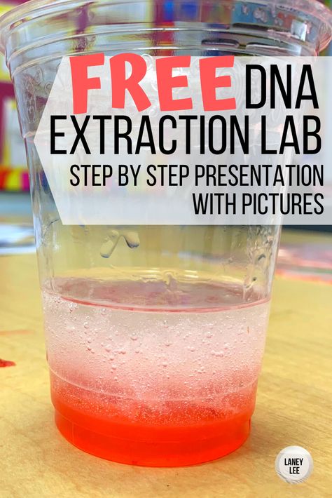 FREE DNA Extraction Lab guided presentation. Includes photos of every step! No Prep Stem Activities, Science Experiments Elementary, Science Experiments For Teens, Dna Extraction Lab, Dna Extraction, Dna Lab, Stem Activities For Kids, Biology Classroom, Science Experiments For Preschoolers