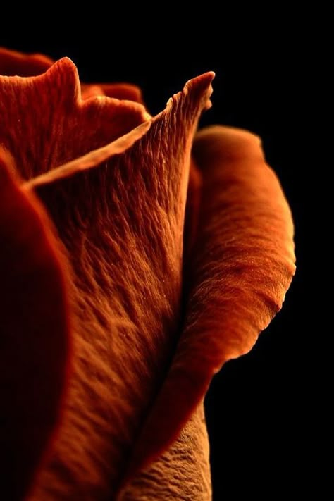 Photo Macro, Burnt Sienna, Orange You Glad, Orange Aesthetic, Orange Roses, Orange Crush, Foto Art, Happy Colors, Shades Of Orange