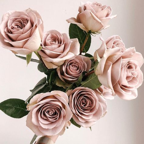 Heather Page on Instagram: “Unforgettable amnesia roses 🥀” Flowy Flowers, Blush Aesthetic, Amnesia Rose, French Country Wedding, Rustic Summer Wedding, Flower Gift Ideas, Rose Wedding Bouquet, Types Of Roses, Blush Flowers