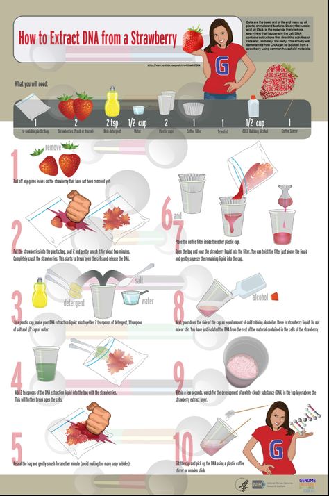 Dna School Project, Dna Science Project, Dna Experiments, Strawberry Dna Science Fair Project, Strawberry Science Experiment, Extract Dna From Strawberries, Edible Dna Model Project, Biology Experiments High School, Extracting Dna From Strawberries