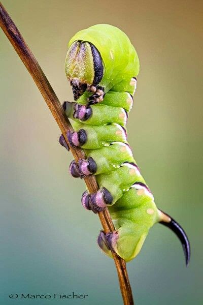 Sphinx ligustri Hawk Moth Caterpillar, Stick Insect, Cool Insects, Moth Caterpillar, Cool Bugs, Hawk Moth, Beautiful Bugs, Creepy Crawlies, Arthropods