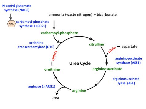 UCDC > Learn More > Disorder Definitions Urea Cycle, Biochemistry Notes, Biochemistry, Quick Saves