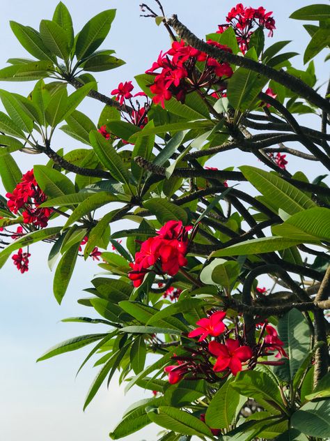 Frangipani Tree Landscaping, Frangipani Plant, Red Frangipani, Frangipani Tree, Tropical Landscape Design, Tropical Landscape, Tropical Gardens, Crimson Red, Tropical Landscaping