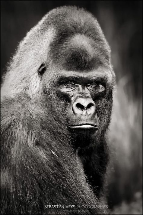 Gorilla by Meys Sébastien / 500px Gorilla Face, Regard Animal, Gorilla Gorilla, Gorillas Art, Gorilla Tattoo, Strongest Animal, Silverback Gorilla, Wild Animals Photography, Baby Gorillas