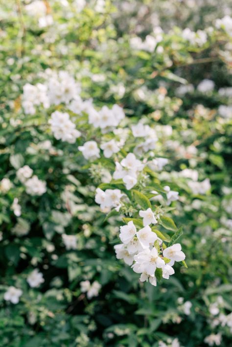 Jasmine Season - Julia Berolzheimer Wild Jasmine, Thanksgiving Flowers, Fragrant Plant, Spring Mood, Grey Gardens, Gal Meets Glam, Moon Garden, Most Beautiful Gardens, Garden Guide