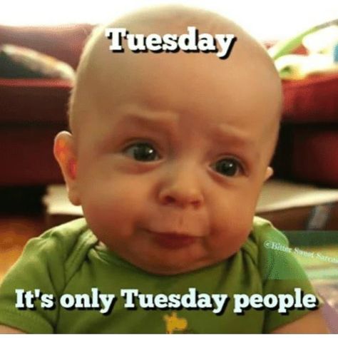 Weekday Humor, Tuesday Quotes Funny, Funny Tuesday, Work Related Quotes, Friday Pics, Weekly Quotes, Days Quotes, Morning Gifs, It's Tuesday