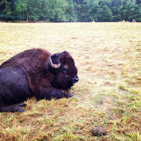 Northwest Trek: A Fabulous Seattle Day Trip-Northwest Trek, a wildlife park in Pierce County for all ages. Trips With Kids, Wildlife Park, Pacific Northwest, North West, Fun Things, Day Trip, Day Trips, Seattle, Fun Things To Do