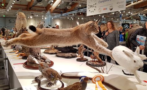 Taxidermy.by at the European Taxidermy Championships® - Taxidermy.by - taxidermy eyes, mammal eyes, bird eyes, fish eyes, reptile eyes Reptile Eyes, Reptile Eye, Bird Eyes, Eurasian Lynx, Taxidermy Decor, Fish Eyes, Wet Specimen, Salzburg Austria, Museum Collection