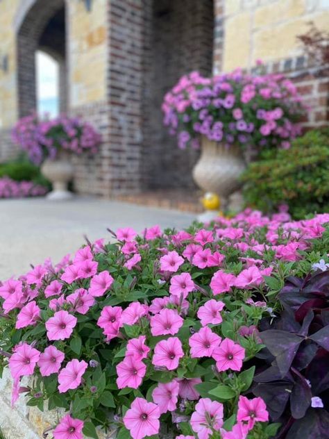 Supertunia Vista Bubblegum, Purple Oxalis, Flower Bed Designs, Garden Containers, Sims 1, Container Garden, Bed Ideas, Flower Bed, Flower Beds