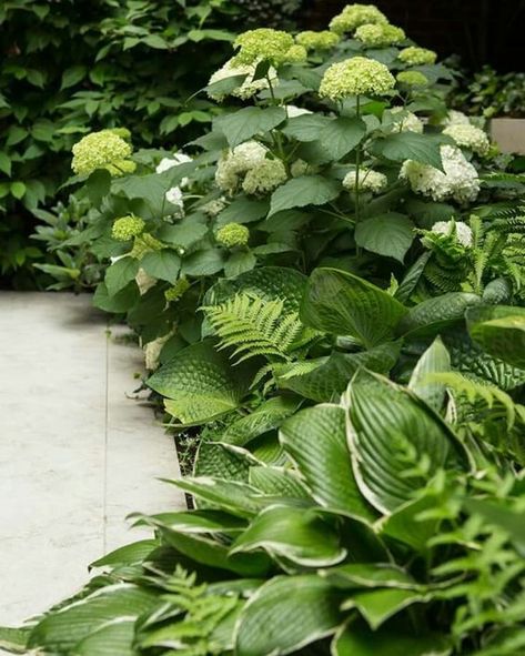 Shade Planting, Shade Garden Design, Ferns Garden, Shade Garden Plants, Hosta Gardens, Have Inspiration, Woodland Garden, White Gardens, Courtyard Garden