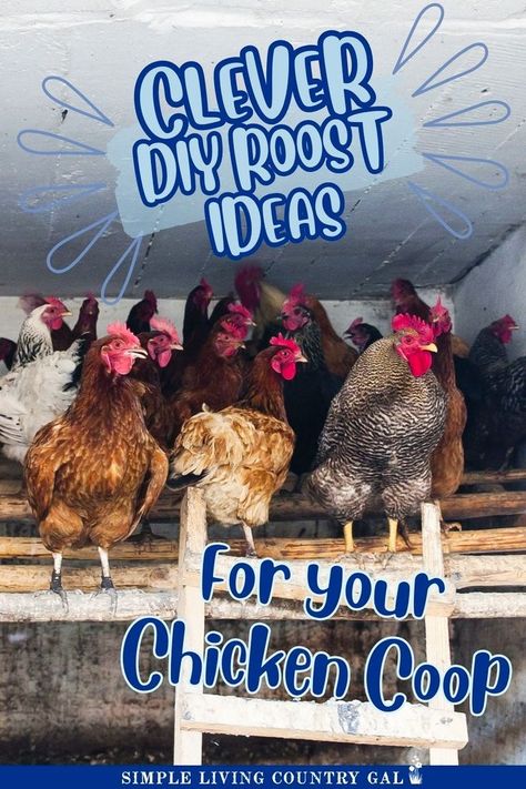 Looking for DIY chicken roost tips for hen welfare? This guide covers basics to advanced steps to build the best roost for your coop, ensuring healthy, happy hens. Learn how to set up a coop your chickens will love to lay eggs in. Perfect for new chicken raisers! Diy Chicken Roost, Dual Purpose Chickens, Chicken Roosts, Keeping Chickens Cool, Chicks For Beginners, Chicken Coops Ideas, Chicken Coop Building Plans, Raising Baby Chicks, Chickens For Beginners