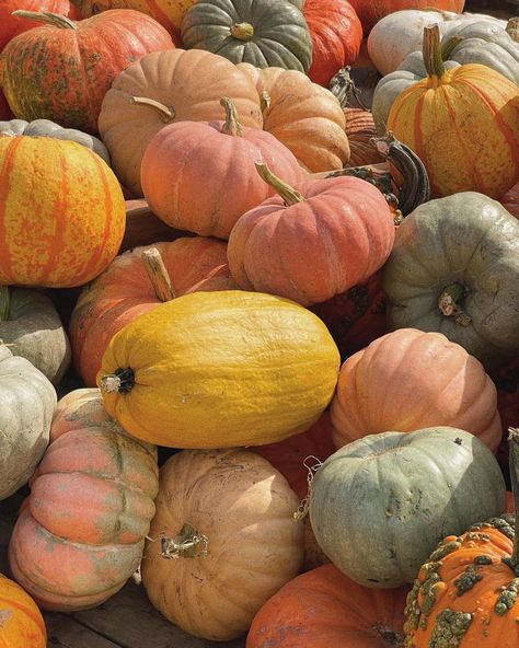 fall pumpkins, fall gourds, pumpkin patch, fall colors, fall aesthetic Colorful Pumpkins, Fall Vintage Aesthetic, Pumpkin Fall Aesthetic, Pumpkins Aesthetic, Country Fall Aesthetic, Pastel Fall, Thanksgiving Day Aesthetic, Pumpkin Aethstetic, Pumpkins