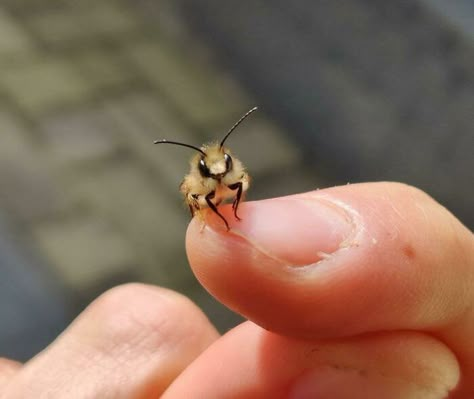 Eww! Bugs Can’t Be Adorab... Never Mind Tortoise Beetle, Stink Bugs, Cool Bugs, Stag Beetle, Cat Sunglasses, Jumping Spider, Beautiful Bugs, Cute Hamsters, Super Cute Animals