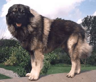 Toxic Foods For Dogs, Caucasian Shepherd Dog, Karelian Bear Dog, Caucasian Shepherd, Sealyham Terrier, Smooth Fox Terriers, Good Family, All Breeds Of Dogs, Disabled Dog