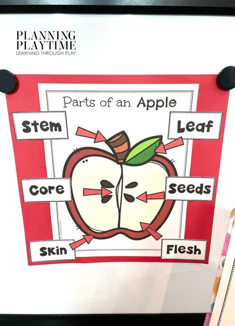 Parts of an Apple Preschool - Parts of An Apple Anchor Chart Apple Parts Anchor Chart, Apple Tasting Anchor Chart, Parts Of An Apple Anchor Chart, Apple Anchor Chart Preschool, Apple Anchor Chart Kindergarten, Apple Science Preschool, Apple Anchor Chart, Parts Of An Apple Preschool, Magnet Experiments For Kids