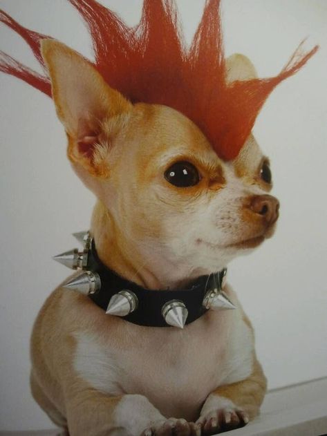 Arte Punk, Punk Art, Silly Dogs, Silly Animals, Silly Pictures, Art Block, 귀여운 동물, Art Reference Photos, Best Dogs