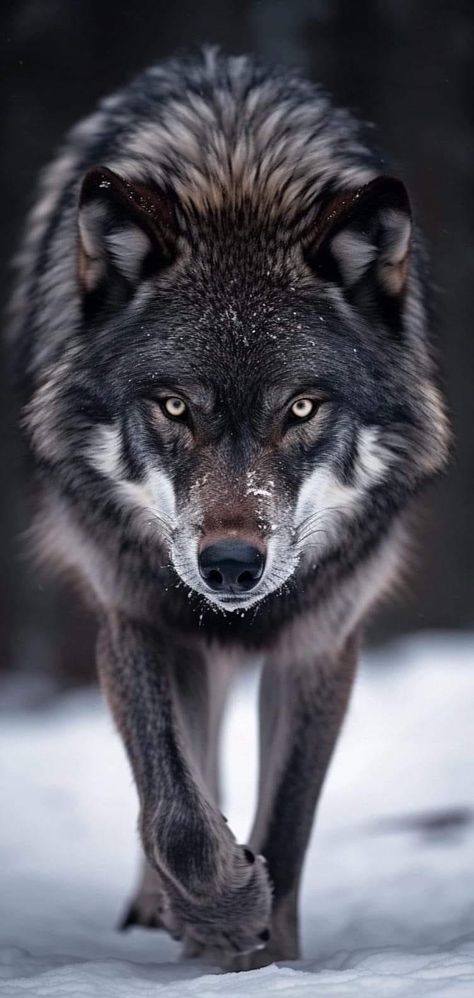 Wolf Growling, Wolf Walking, Scary Wolf, Wolf Family, Wolf Clothing, Wolf Eyes, Wolf Images, Wolf Photography, Wolf Artwork