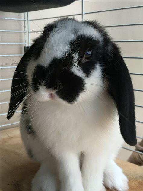 Bunny Black And White, Cutest Bunnies, Bunny Cottage, Cutest Bunny Ever, Lop Eared Bunny, Animal Studies, Bunny Stuff, Bun Bun