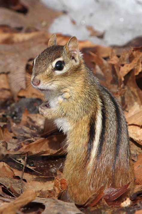 Eastern Chipmunk, North American Animals, Squirrel Pictures, American Animals, Cute Squirrel, Cute Animals Images, Cute Wild Animals, Cute Animal Pictures, Pics Art