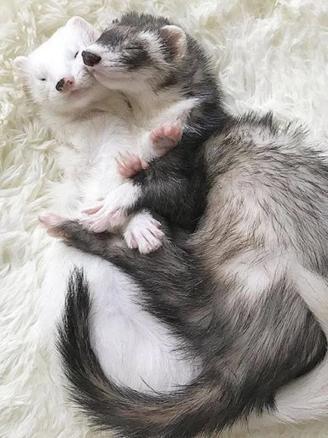 Ferret cuddles #ferrets #cuteanimals #pets https://ift.tt/2opV61R Two Ferrets, Baby Ferrets, Funny Ferrets, Ferret Cage, Pet Ferret, Cute Ferrets, Pretty Animals, Cute Animal Photos, Animal Wallpaper