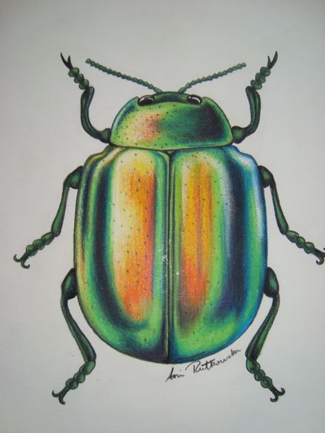 Beetle Pencil Drawing, Coloured Pencil Animal Drawings, Green Beetle Tattoo, Pencil Crayon Art Drawings, Beetle Drawings, Beetles Drawing, Pencil Crayon Art, Beetle Artwork, Pencil Crayon Drawing