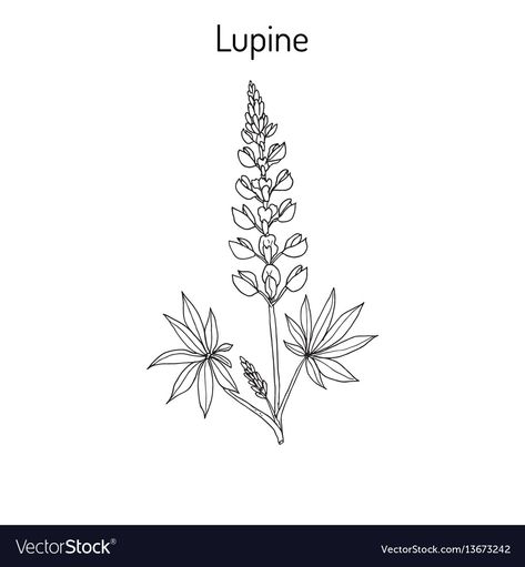 Lupin Tattoo, Lupine Flowers, Botanical Sketchbook, Mommy Tattoos, Bff Tattoos, Nature Tattoos, Fine Line Tattoos, Line Tattoos, Blackwork Tattoo