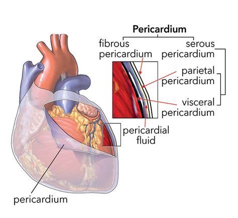 The pericardium is a double-walled sac that encloses the heart. Between the visceral and parietal membranes is a space called the pericardial cavity, which contains pericardial fluid. The fluid lubricates the heart and allows beating with little friction. Cardiac Sonography, Pericardial Effusion, Heart Anatomy, Medical Student Study, Nursing School Survival, Medical Photos, Biology Lessons, Medical School Essentials, Human Anatomy And Physiology