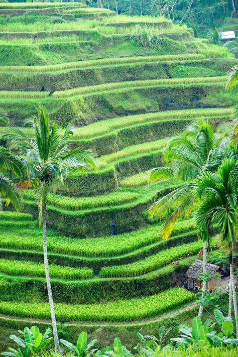 Rice Terrace field, Ubud, Bali, Indonesia. Amazing view of the Rice Terrace fiel , #SPONSORED, #field, #Ubud, #Rice, #Terrace, #Amazing #ad Tropical Elements, Fantasy Romance Books, Rice Fields, Rice Terraces, Ubud Bali, Earth Elements, Health Promotion, The Good Life, Outdoor Landscaping