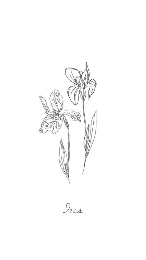 White Iris Tattoo, Daffodil And Iris Tattoo, Fineline Olive Branch Tattoo, Iris Birth Flower Tattoo, Fine Line Iris Tattoo, Iris Flower Wallpaper, Simple Iris Tattoo, Iris Flowers Drawing, Iris Tattoo Design