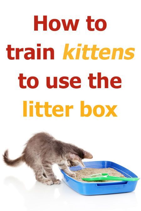 How to train kittens to use the litter box. #Cats #LitterBox #TrainingCat #CatTraining #CatLitter #CatLitterBox Training A Kitten, Raising Kittens, Best Litter Box, Dinosaur Lamp, Cat Toilet Training, Cat Care Tips, Kitten Care, Toilet Training, Cat Training