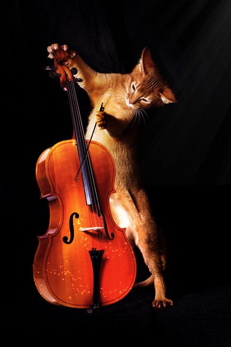 Cat Cello, Painting Plates, Cat Gang, Sweet Images, Cats Playing, Bass Players, Avengers Art, Music Nerd, Cats Musical