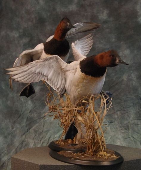 Canvasbacks are a beautiful duck, and a good taxidermy mount makes for a great display. Hunting Mounts, Duck Taxidermy, Duck Pics, Duck Mounts, Hunting Pics, Waterfowl Taxidermy, Duck Ideas, Duck Hunting Boat, Duck Mount