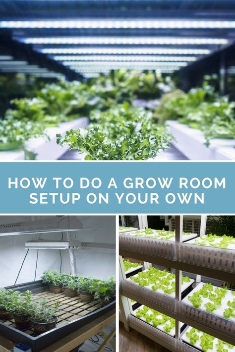 Now, having your own grow room will take time due to extensive planning. Still, this is better than making unwise decisions that could hamper plant growth in the long run. Here, we’ll guide you to making the best grow room setup for your indoor garden.​ Growing Room Indoor, Hydroponic Basement Garden, Plant Grow Room Ideas, Garage Grow Room, Basement Grow Room Ideas, Growing Hemp At Home, Basement Grow Room, Grow Room Setup Indoor, Indoor Vegetable Gardening Setup