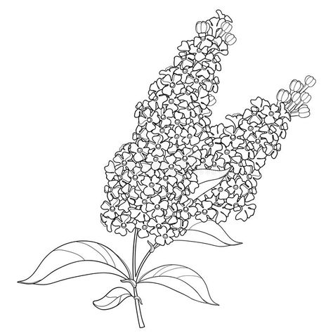 Vector branch with outline Buddleja or butterfly bush flower bunch and ornate leaf in black isolated on white background. Blooming plant Buddleja in contour stock illustration Butterfly Bush Flower, Syringa Flower, Bush Drawing, Purple Flower Tattoos, Lilac Tattoo, Lilac Painting, Hand Embroidery Patterns Free, Floral Tattoo Sleeve, Flower Bunch