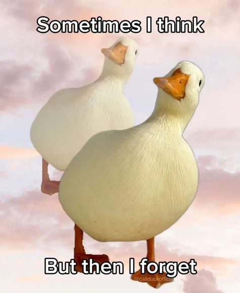 Duck Memes, Health Memes, Duck Pictures, Duck Photo, Cute Ducklings, Funny Duck, Funny Birds, Funny Doodles, Funny Animal Jokes