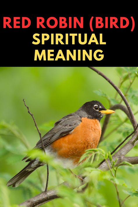 What is the spiritual meaning of the red robin bird? Spiritual Meaning Of Robins, Robin Bird Spiritual Meaning, Red Bird Meaning, Robin Spiritual Meaning, American Robin Tattoo, Robin Meaning, Animals Meaning, Bird Signs, Bird Meaning