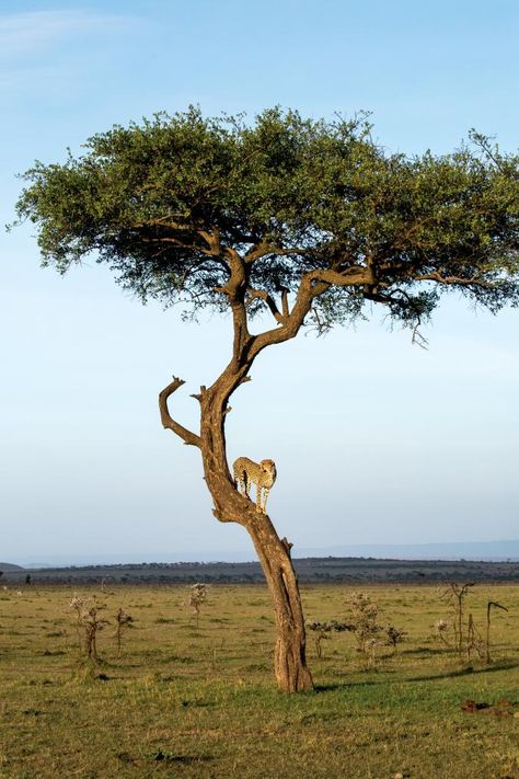 Savannah Grasslands, Safari Trees, Savanna Tree, Safari Tree, Africa Trees, Desert Trees, African Tree, Save Wildlife, Protect Nature