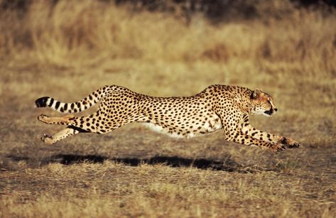 Learn how fast can a cheetah run. Understand why the cat can run so fast and how this affects its biology. Cheetah Pictures, Cheetah Tattoo, Blue Wildebeest, Cheetah Wallpaper, Cincinnati Zoo, Animal Skeletons, American Animals, Cheetah Animal, Cheetahs