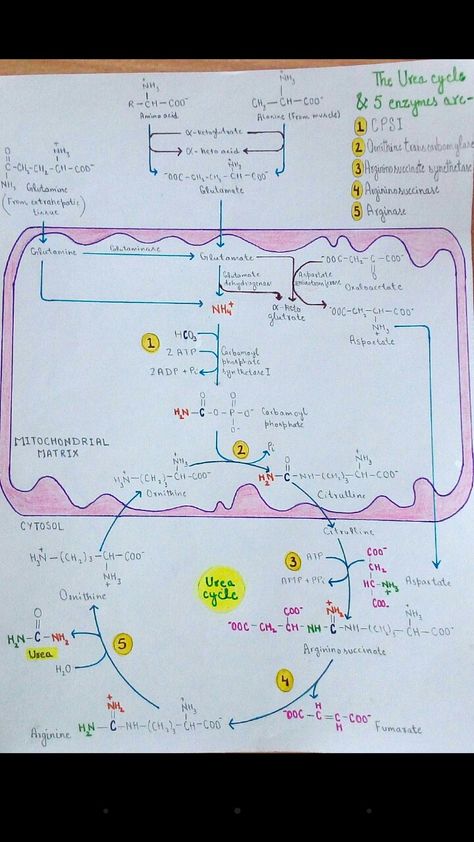 Urea Cycle (Metabolism) Bio Chemistry, Chemistry Major, Urea Cycle, Learning Chemistry, Journal For School, Biochemistry Notes, Med School Study, Krebs Cycle, Mcat Study