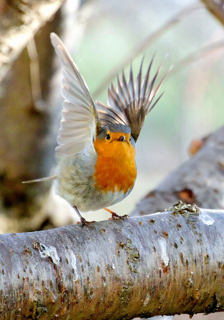 European Robin, Kinds Of Birds, Airbrush Art, All Birds, Exotic Birds, Pretty Birds, Bird Photo, Colorful Birds, Little Birds