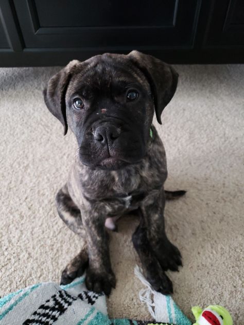 Brindle Bullmastiff puppy Mastiff Puppy, Bullmastiff Puppy, English Mastiff Puppy, Bullmastiff Puppies, Brindle English Mastiff Puppy, Brindle Cane Corso Puppy, Brindle English Mastiff, Brindle Bullmastiff, Anatolian Shepherd Puppies