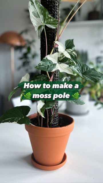 MAS & LINA • PLANT CARE AND INSPIRATION on Instagram: "How to make a moss pole 🫶🏽 Follow these steps to make a moss pole. If we can do it everybody can. Good luck! You’ll need: Spaghnum moss Strips Fence Step 1: Soak moss in water for 5 minutes. In the meantime you can cut up the fence to the right size for the plant/pot. Step 2: Squeeze excess water from the moss and fill up the pole with moss and close with strips. Step 3: Stabilize the pole surrounding it with soil. Pot the plant in soi Moss Pole, Plant Guide, Hanging Pots, Garden Fencing, Diy Plants, Cut Up, The Fence, In The Meantime, We Can Do It